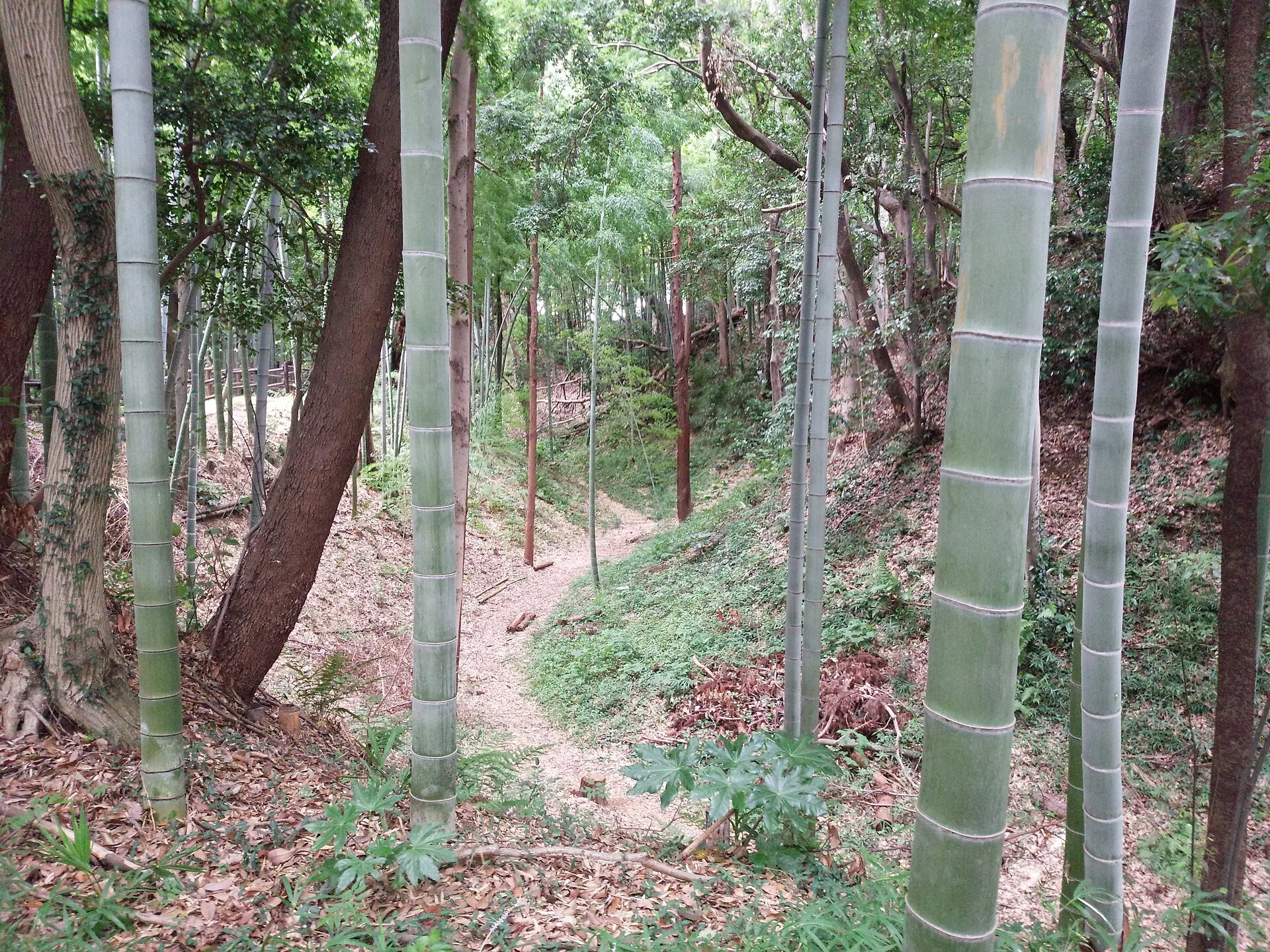 小机城